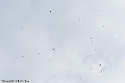 Desenes d'aligots vespers (Pernis apivorus) en migració