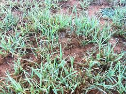 Osmanli Cimi Ophiopogon Japonicum Agaclar Net