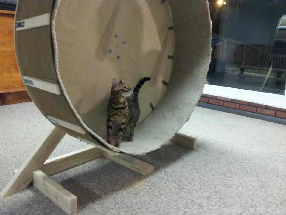 How to Build a Cat Exercise Wheel DIY projects for everyone!