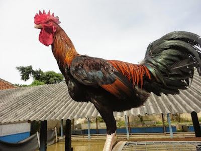 Inilah Jenis Ayam Lokal Asli yang Paling Mahal di Indonesia - Blog