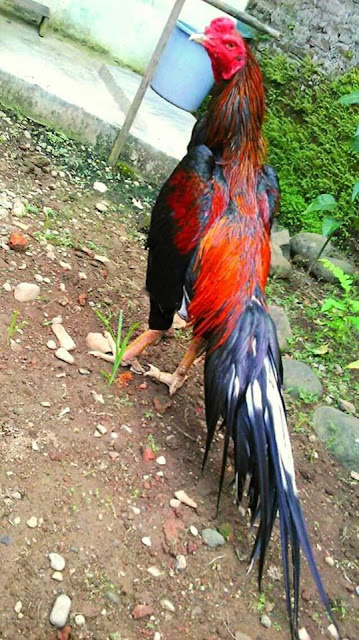 Daftar Harga Dan Ciri Ciri Ayam Shamo Maspaical Com