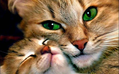 beautiful-cats-9