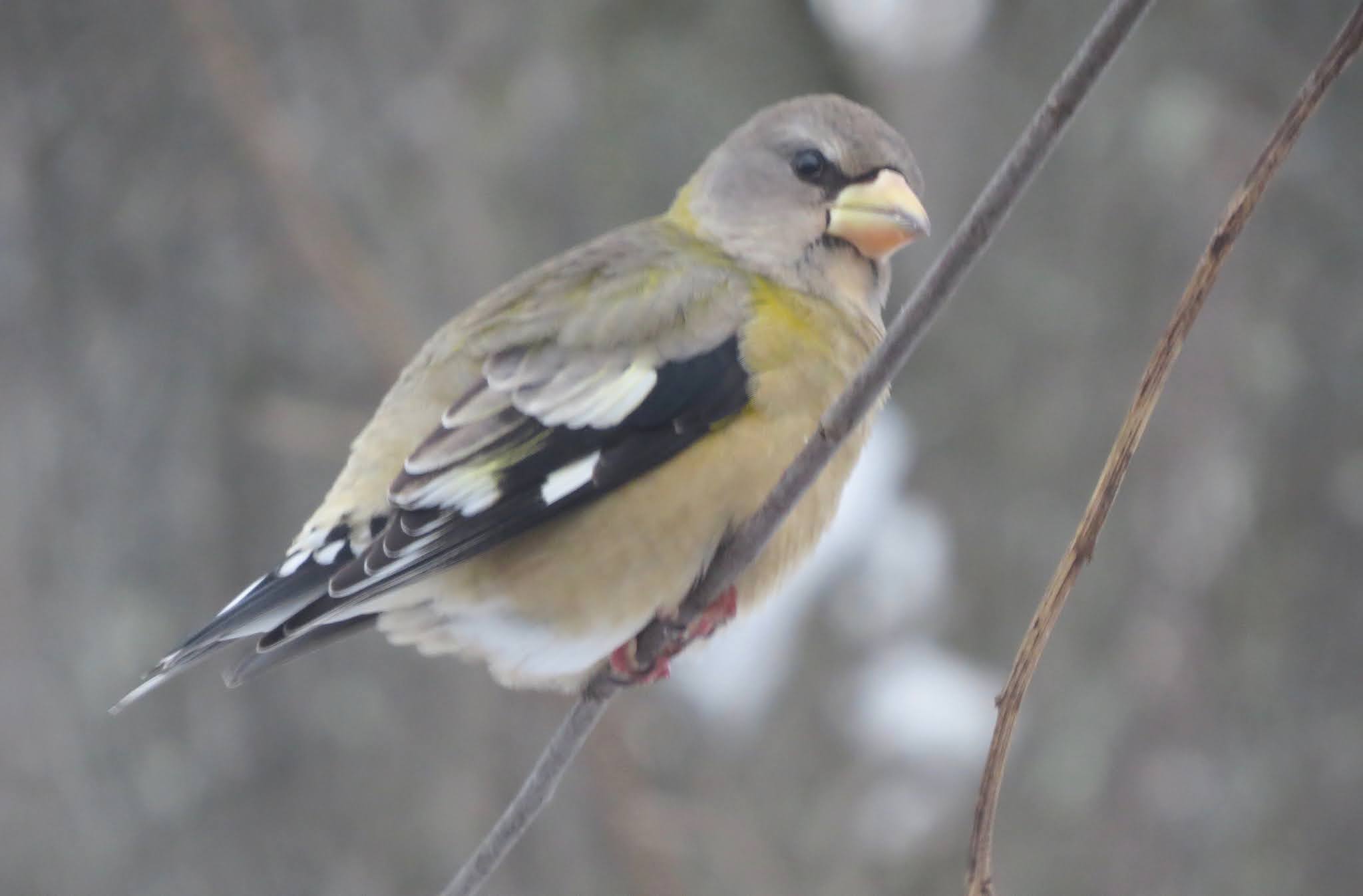 Vermont Birds and Words Northern Birds on Their Way!!!!