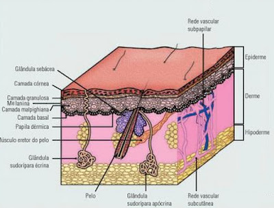 esquema melanina pele humana