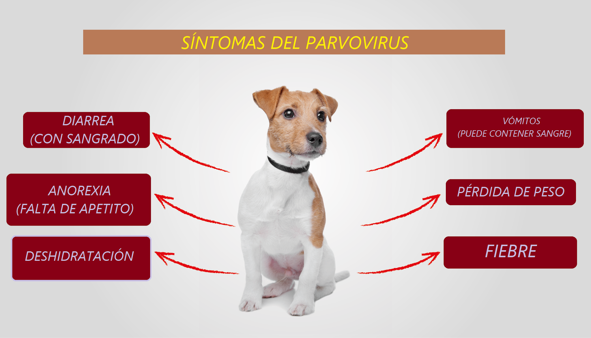 Sintomas Del Parvovirus Canino Aprende Claves Para Saber Si Tu The Best Porn Website Sintomas Del Parvovirus Canino Aprende Claves Para Saber Si Tu The Best Porn Website