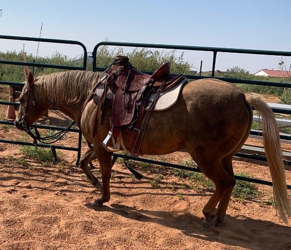 Hobby horse bridle Mexico mini Fairfield® - Hööks