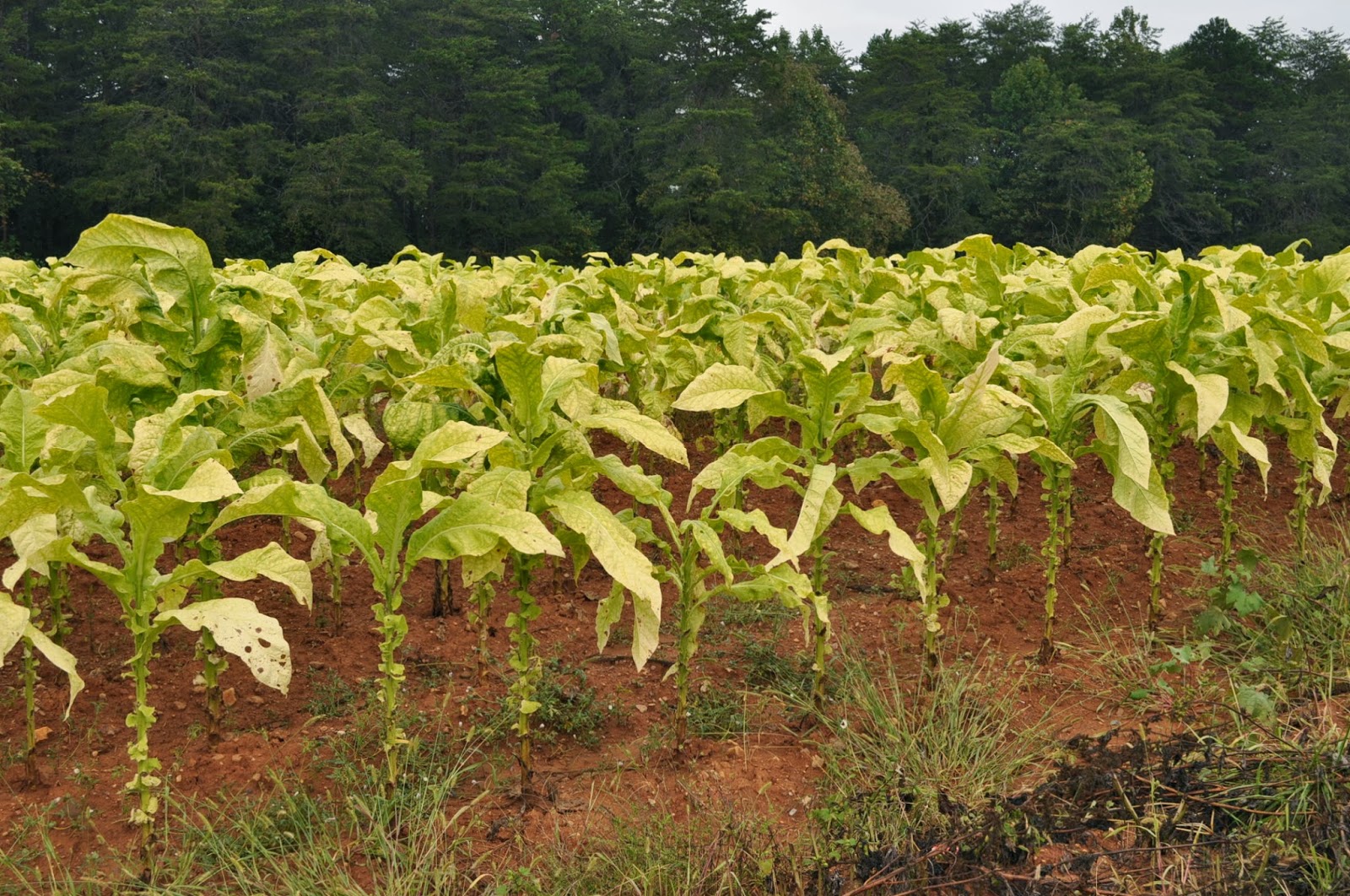 American Moment North Carolina's Tobacco Fields W/S N.C2013