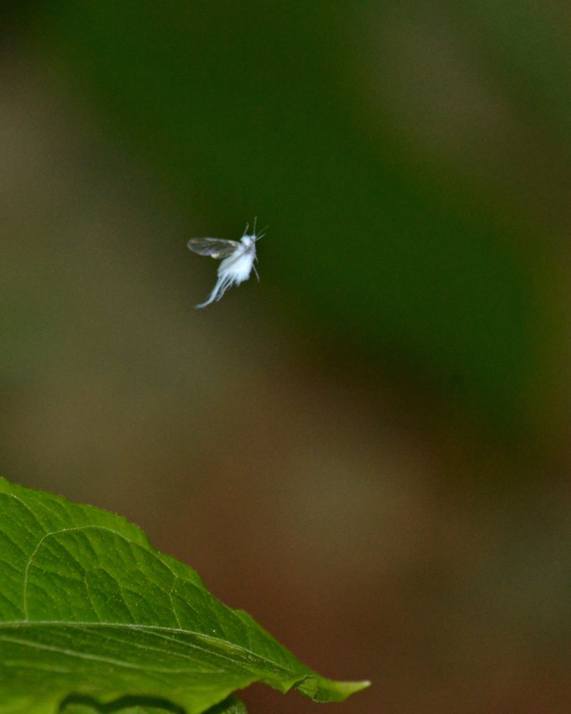 Small Flying Insects With White Wings / Termite season begins now