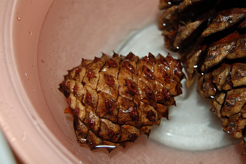 Our Creative Day: Pine Cone Experiment