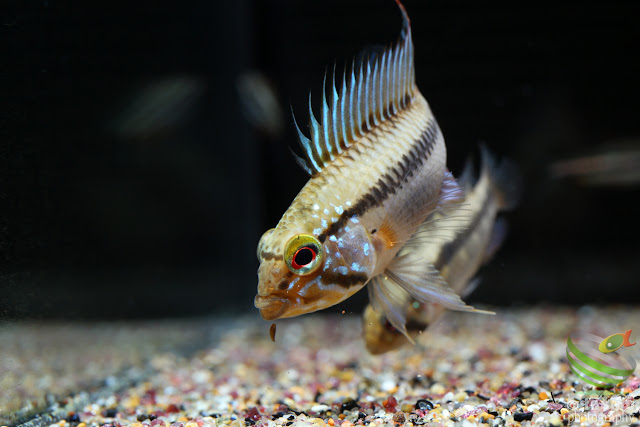 Apistogramma sp. unibrow / sp. D50