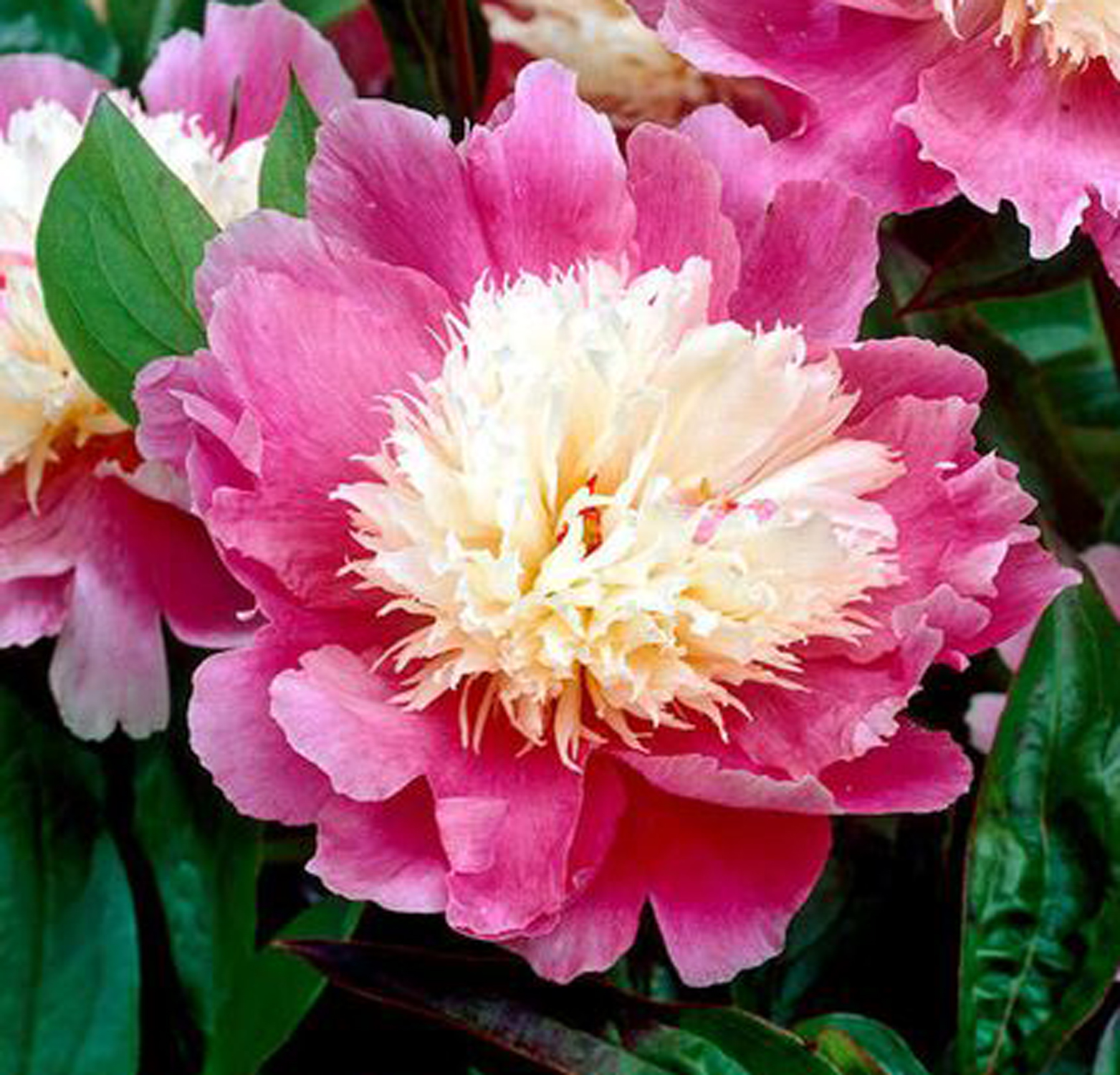 Selma's Stamping Corner and Floral Designs Dark Pink Peony