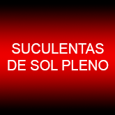 Suculentas de Sol Pleno