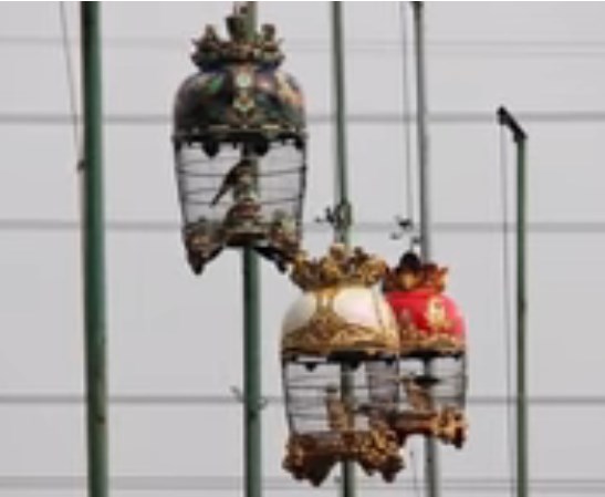 Cara Memilih Burung Perkutut Untuk Lomba Peternakan Burung