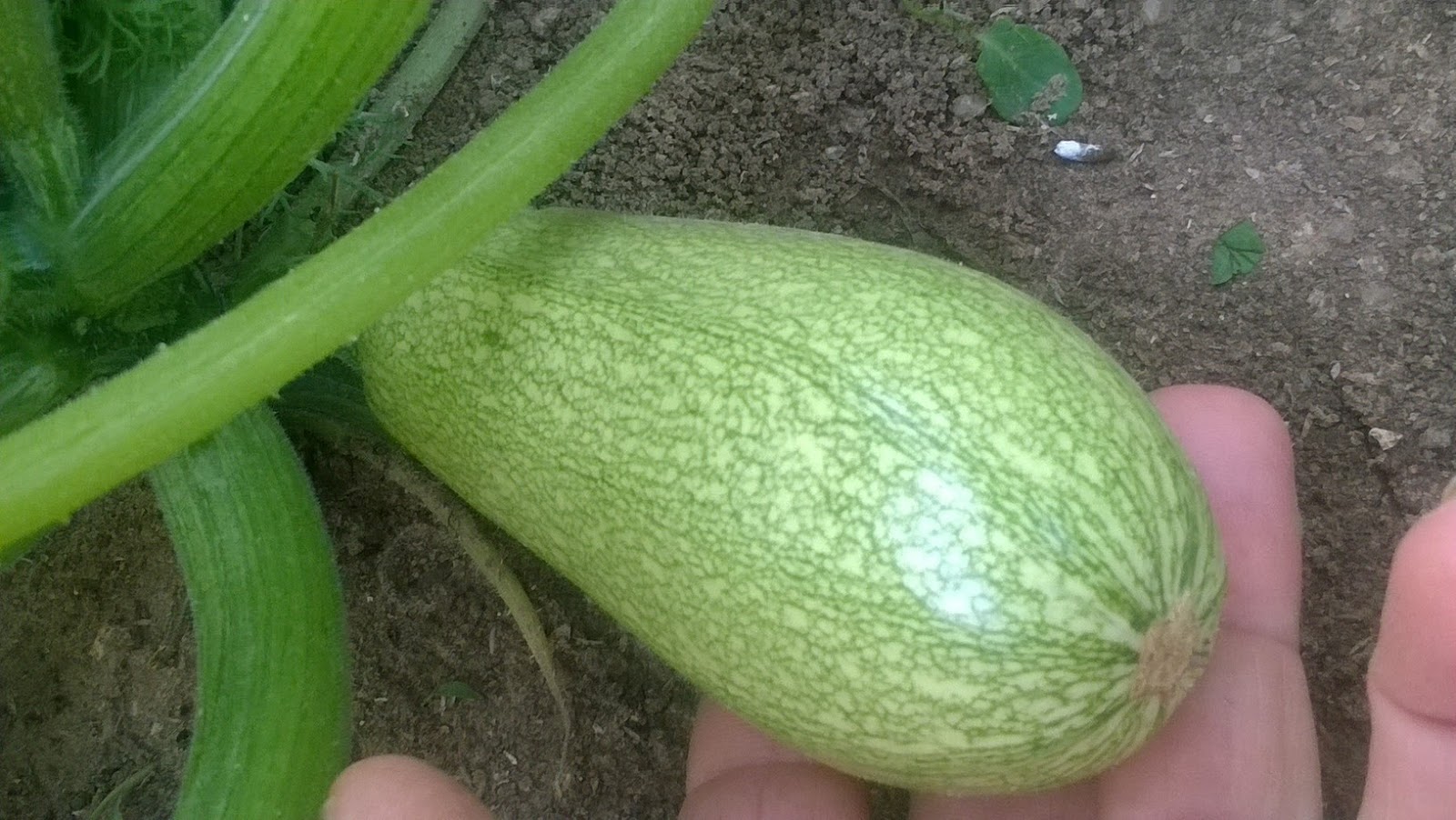 How To Grow Organic Courgettes