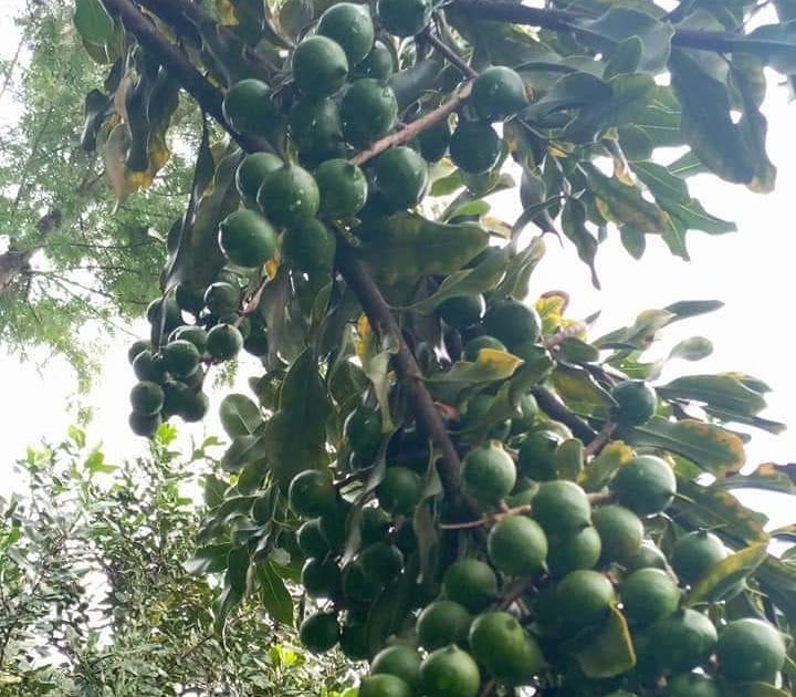 Rich Farm Kenya Profitable Agribusiness Ideas in Fruit Farming Why