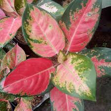 Ciapus bogor tanaman hias