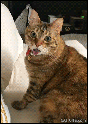 Funny Cat GIF • Super BLEP cat is mesmerized by his human, looking at camera Funny Cat GIF • Super BLEP cat is mesmerized by his human, looking at camera