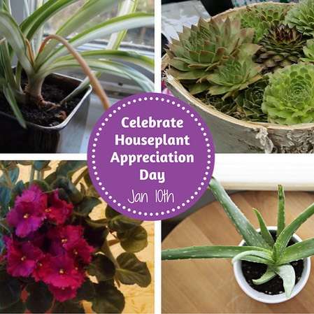 National Houseplant Appreciation Day Wishes pics free download