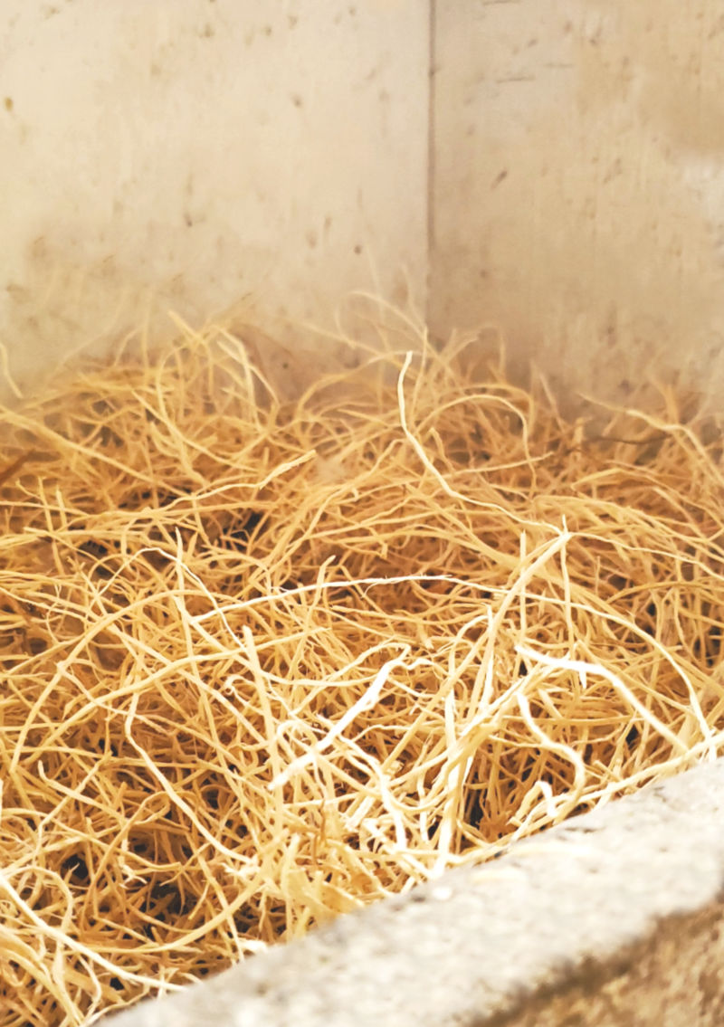 How to Get your Chickens to Lay Eggs in their Nesting Boxes Fresh