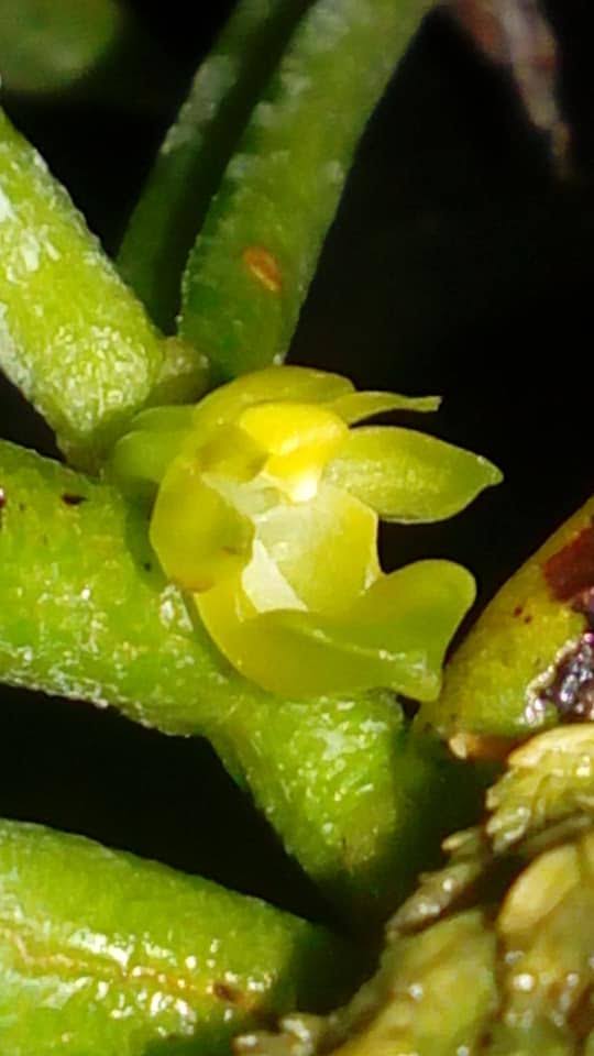 Adenoncos parviflora