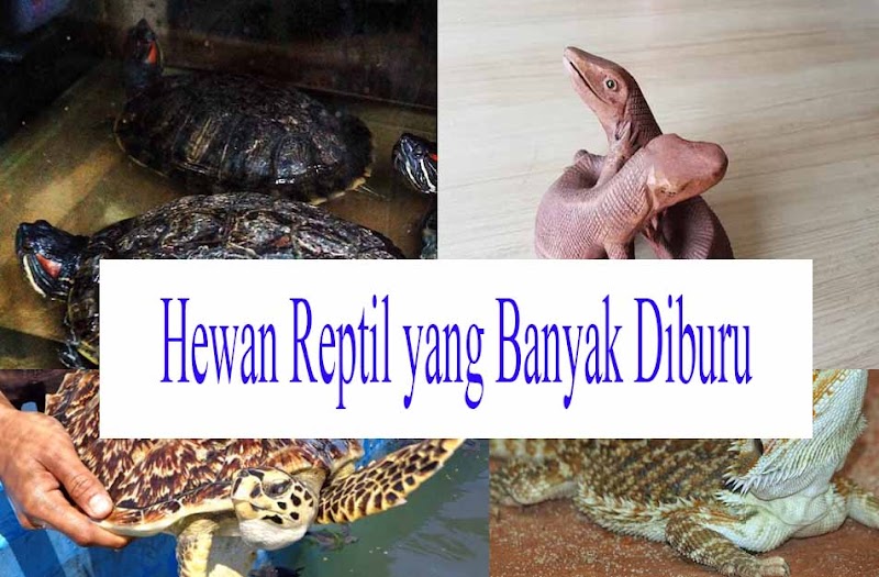 16+ Hewan Reptil Yang Banyak Diburu Untuk Dijadikan Cenderamata Adalah