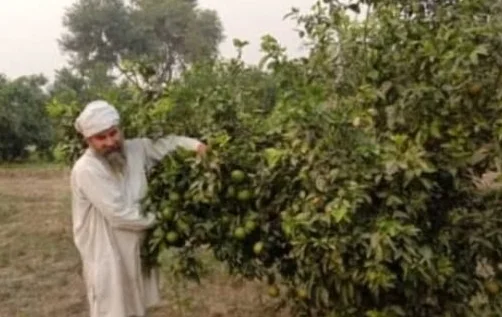 जैविक खेती कर सफल किसान ओमबीर बने सभी के लिए मिसाल।