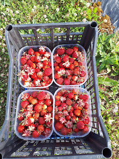 Kujutis