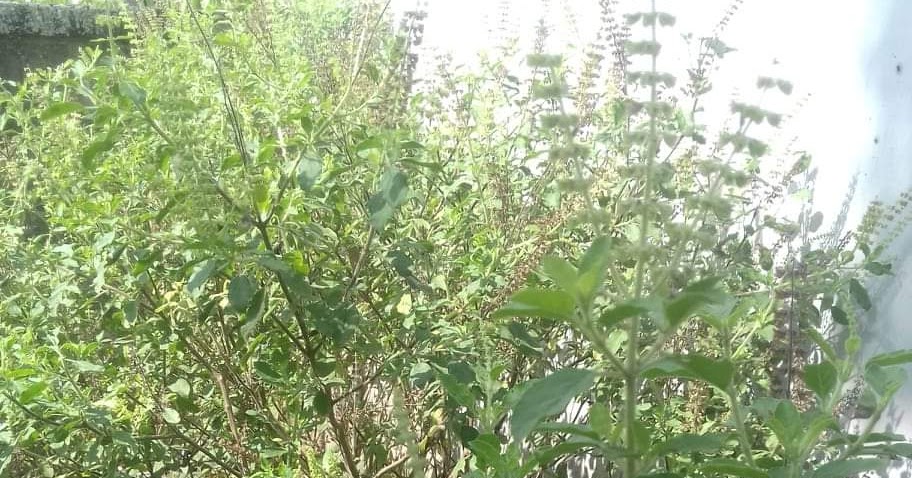 Tulasi Dewi Kemangi Suci