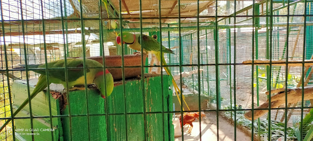 Vishranti - Aviary