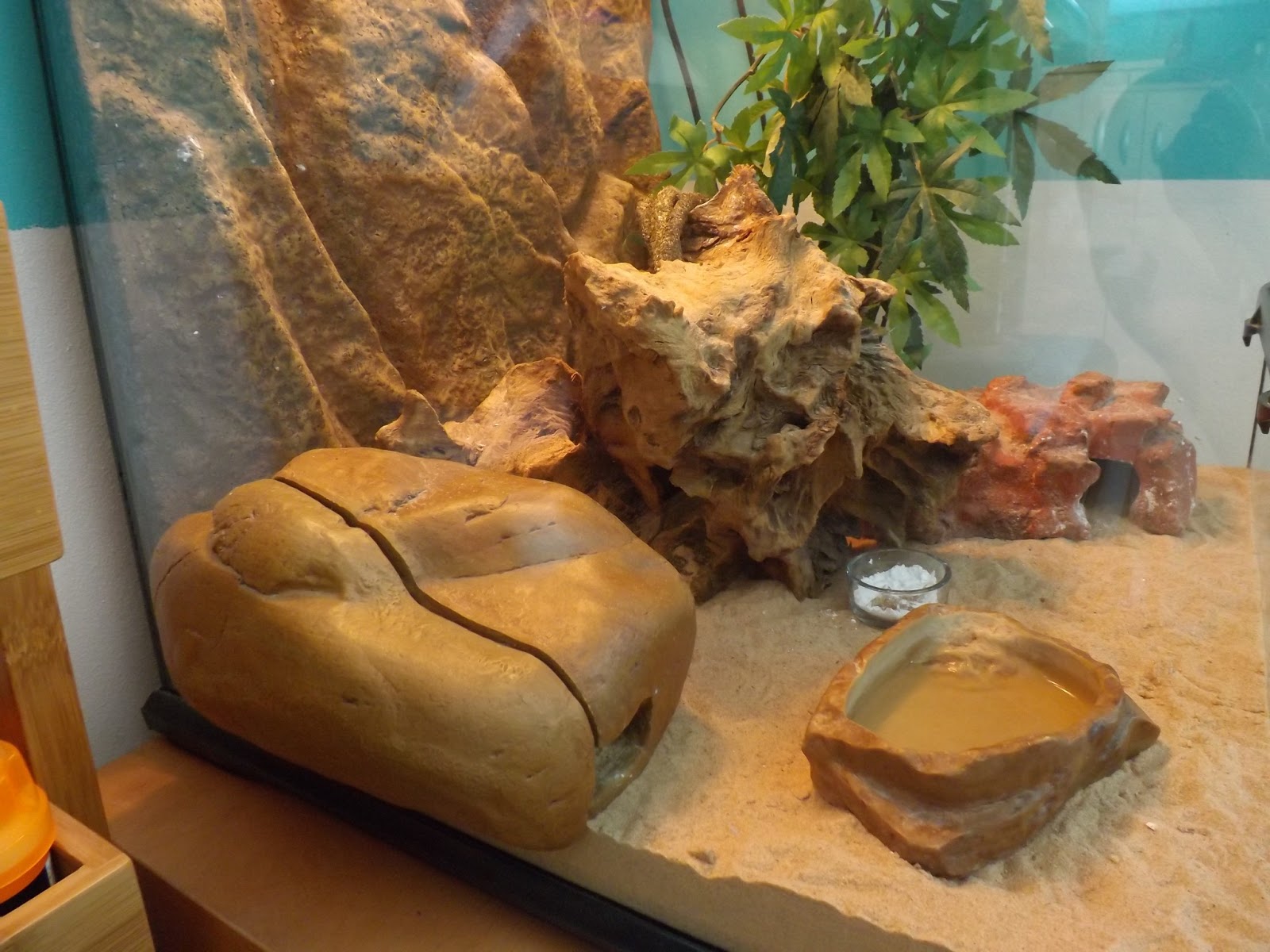 leopard gecko den Leopard Geckos