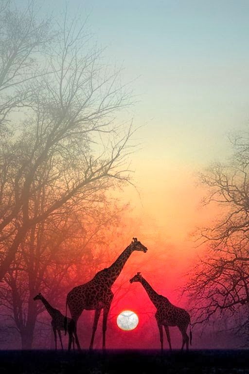 giraffe sunset wallpaper