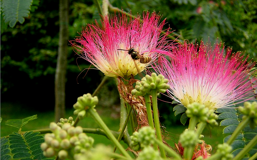 Fauna & Flora SILK TREES