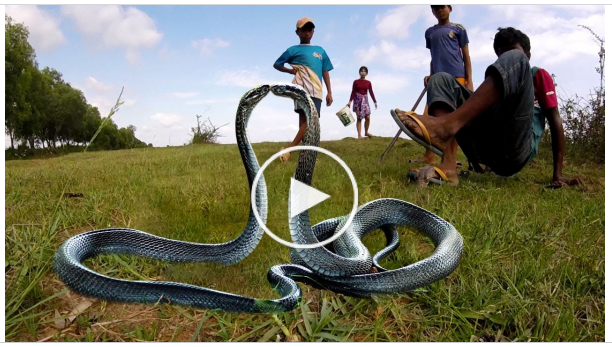 Змеи видео для детей. Настоящих змей. Покажи змею. Атака змеи.