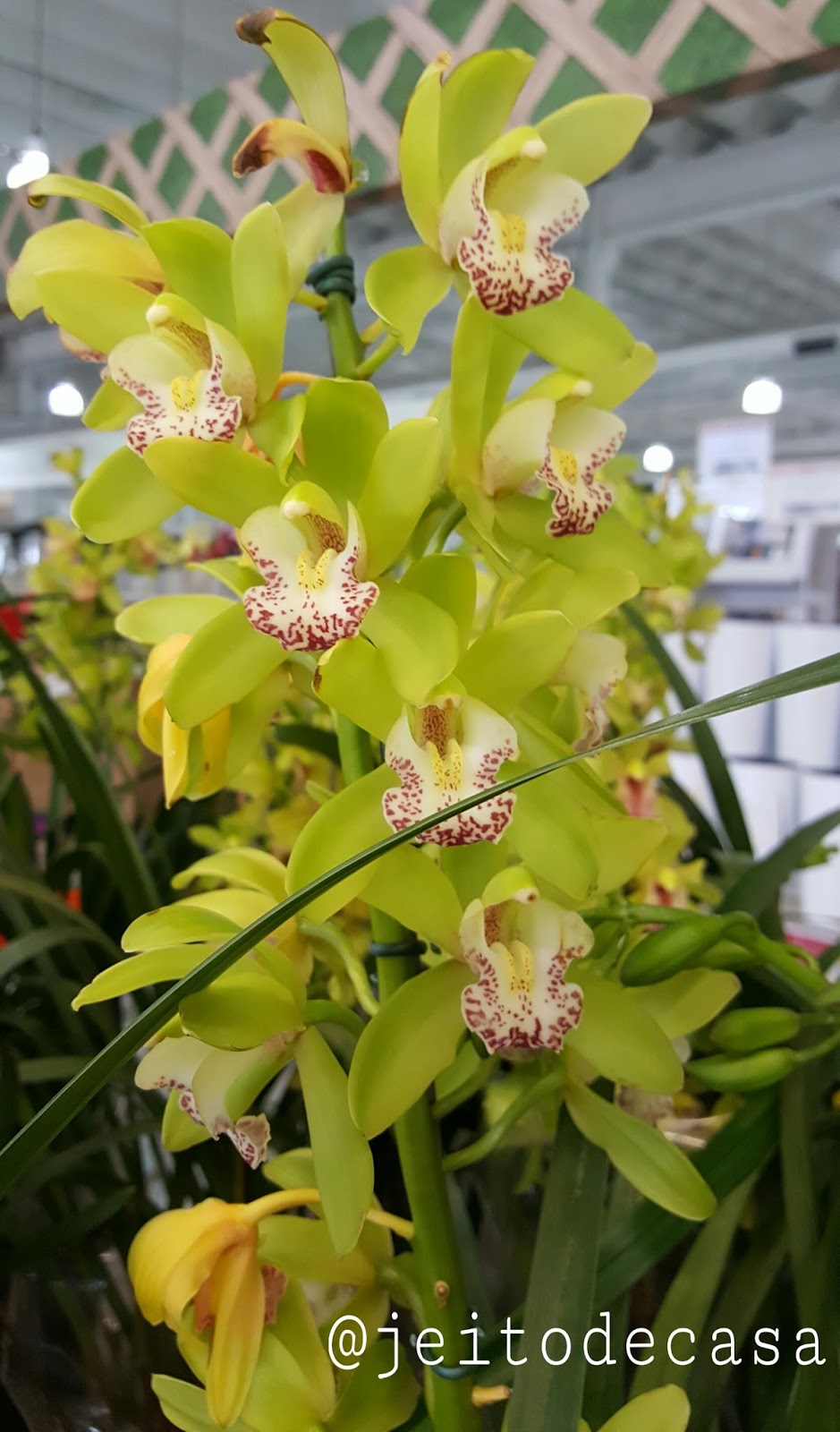 Orquídea Cymbidium verde! - Jeito de Casa - Blog de Decoração e Arquitetura