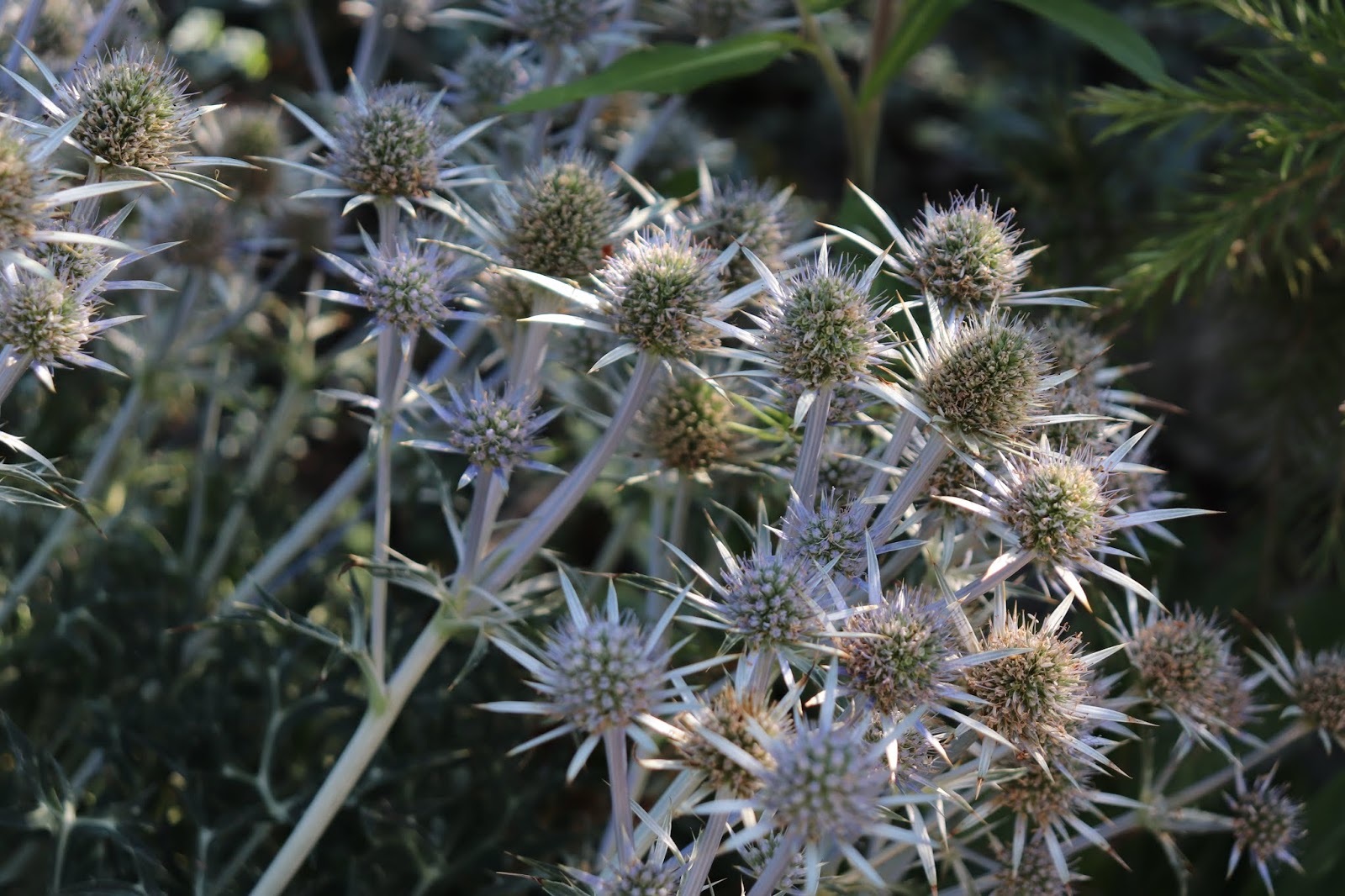 Dappled Willow Hakuro Nishiki Tree Form Planted 2019
