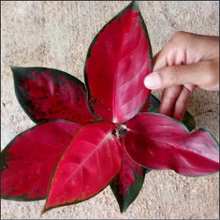 35 Jenis Aglaonema Beserta Gambar