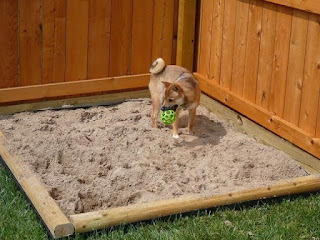 dog-digging-sandbox