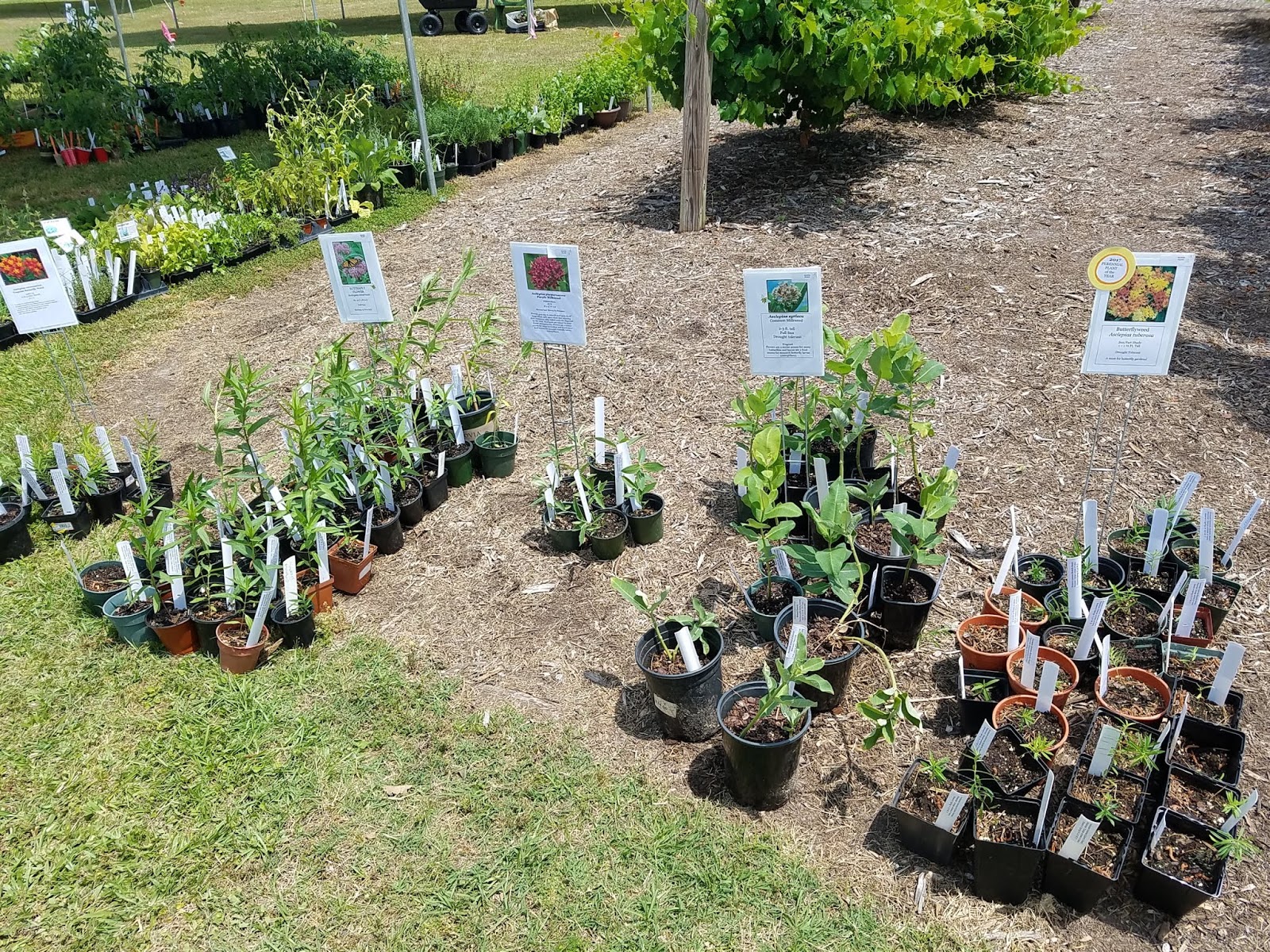 to the Pitt County Arboretum TODAY IS THE PLANT SALE!