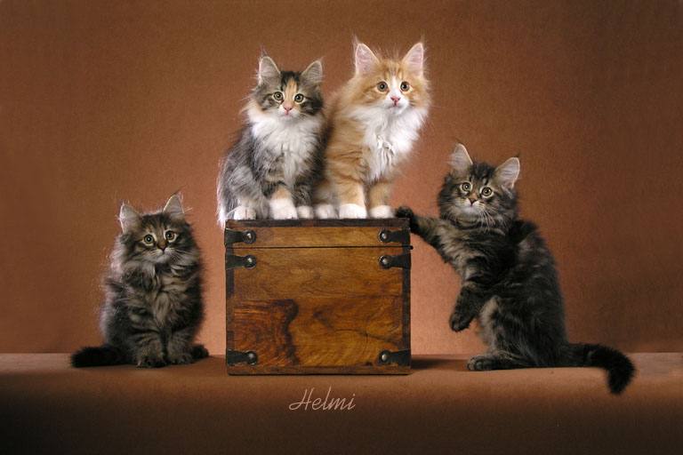 Norwegian Forest Cat Rescue