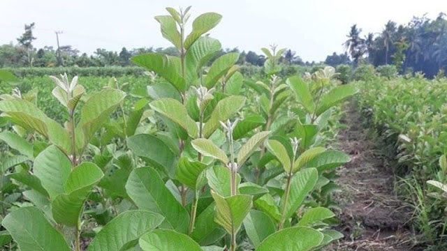Merawat Tanaman Yang Baru Dibeli Online Merawat Tanaman Yang Baru Dibeli Online