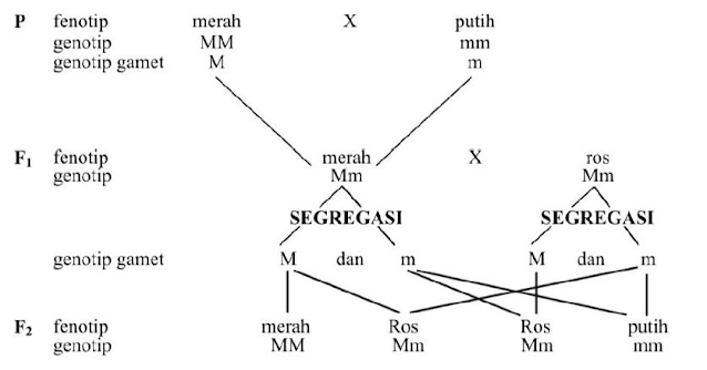 Gambar  . Pembastaran tanaman kacang kapri berbunga merah dengan kacang kapri berbunga putih, akan menghasilkan turunan F2 dengan tanaman kacang kapri berbunga merah 1 bagian, yang berbunga ros 2 bagian dan yang berbunga putih 1 bagian atau dengan perbandingan = Persilangan dihibrid (persilangan dengan dua sifat beda