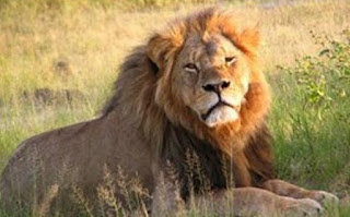 शेर पर जानकारी ▷ some facts about lion in hindi शेर पर जानकारी ▷ some facts about lion in hindi