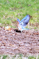 flight bluebirds taking bluebird he bird feeding landing though dish looks flying