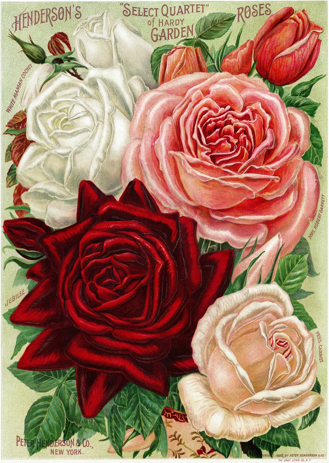 Vintage Antique Roses Posters_(61 item) Blisse Design Studio