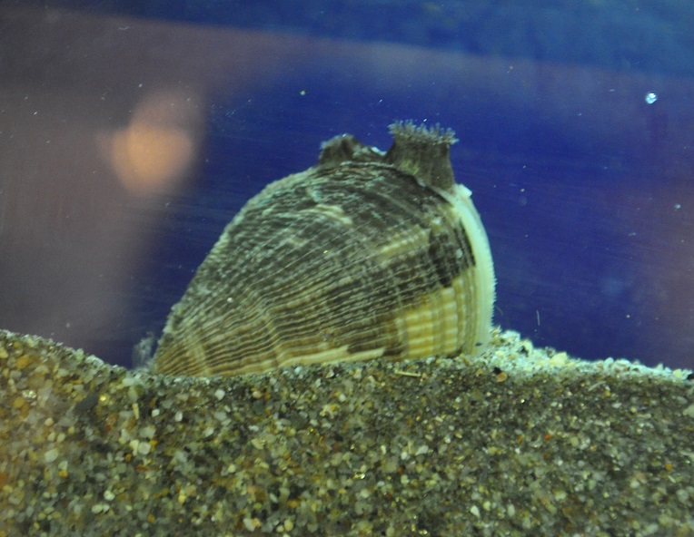 ZOOTOGRAFIANDO (5.836 ANIMALS) ALMEJA JAPONESA / JAPANESE CARPET SHELL