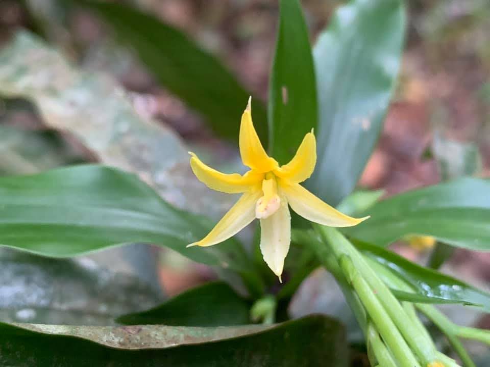 TÌNH YÊU LAN 4Apostasia%2Bodorata