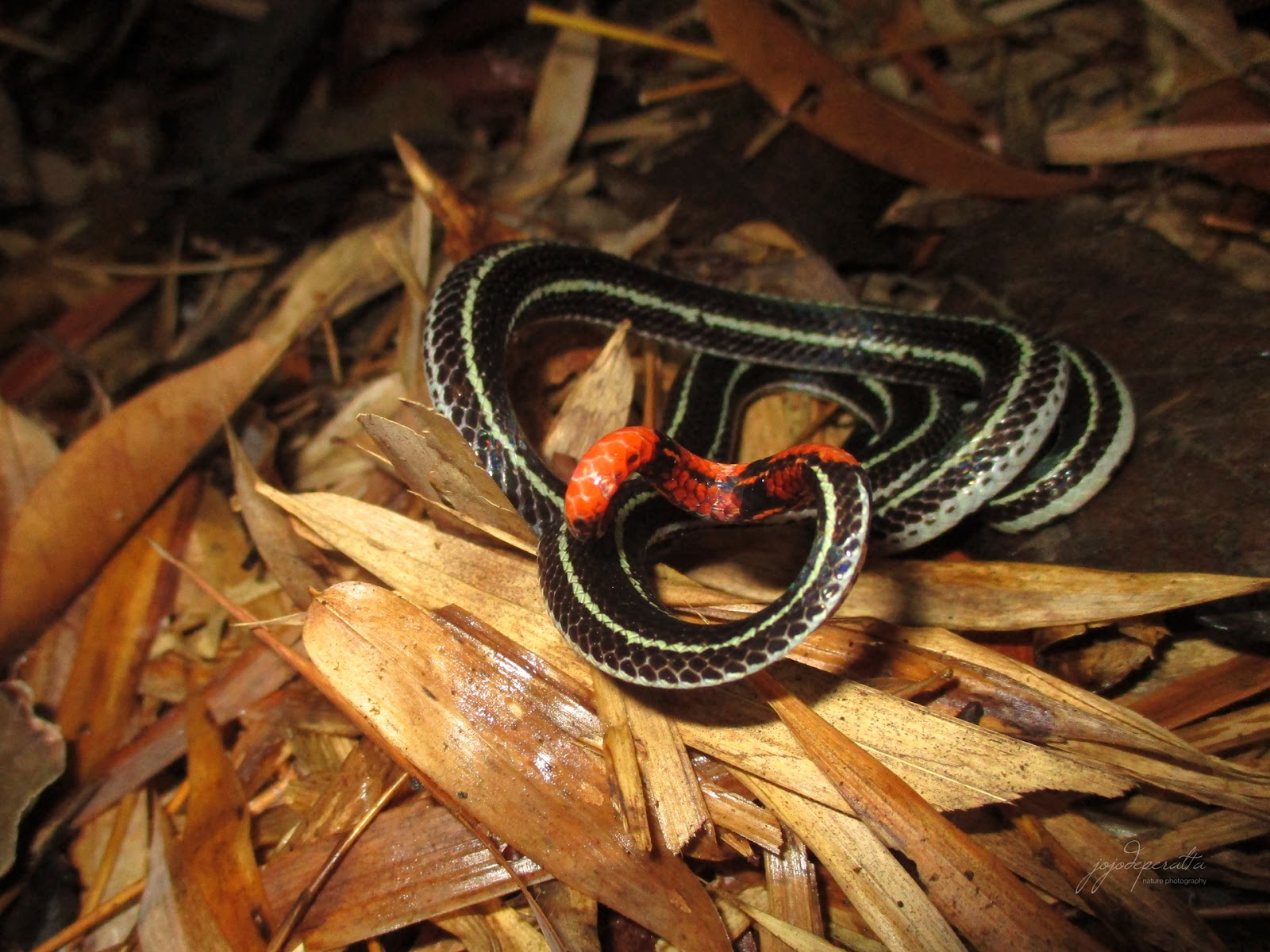 Twolined Coral Snake
