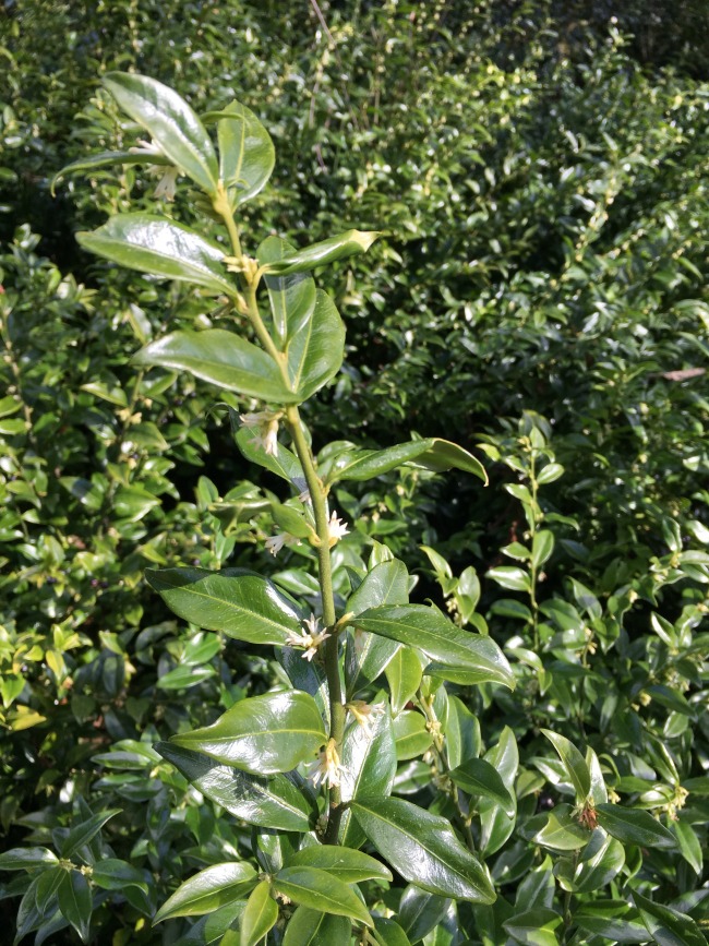 picture of sarcococca a green shrub with small white flowers