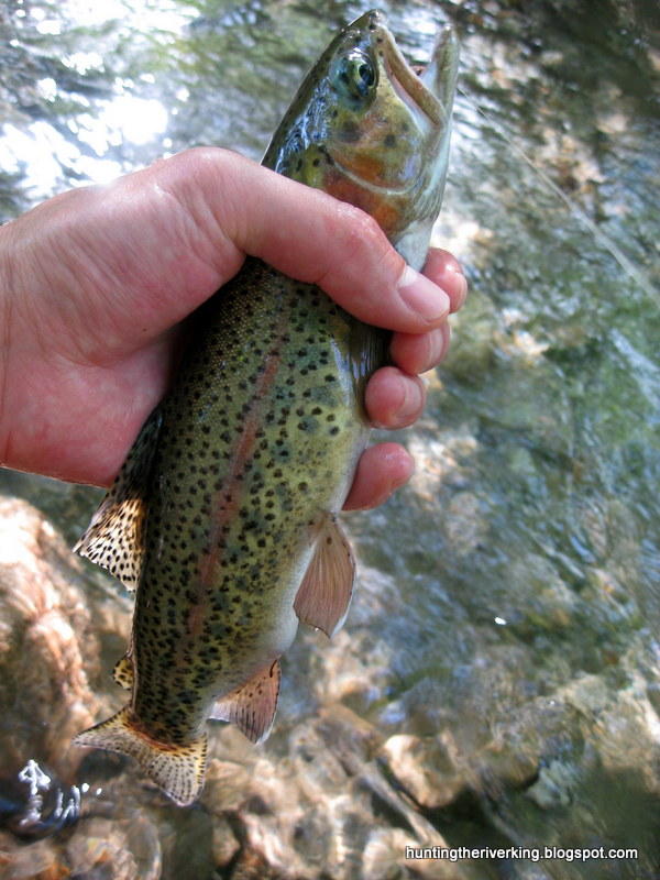 Trout Trout Trout Hunting the River King
