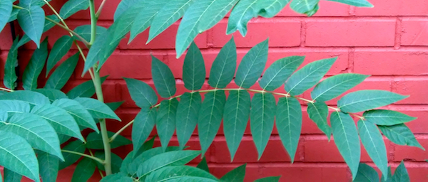 SpringLeaf Studios: Color Inspiration